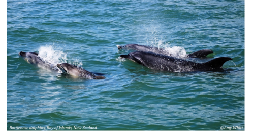 Bottlenose dolphins_NZ