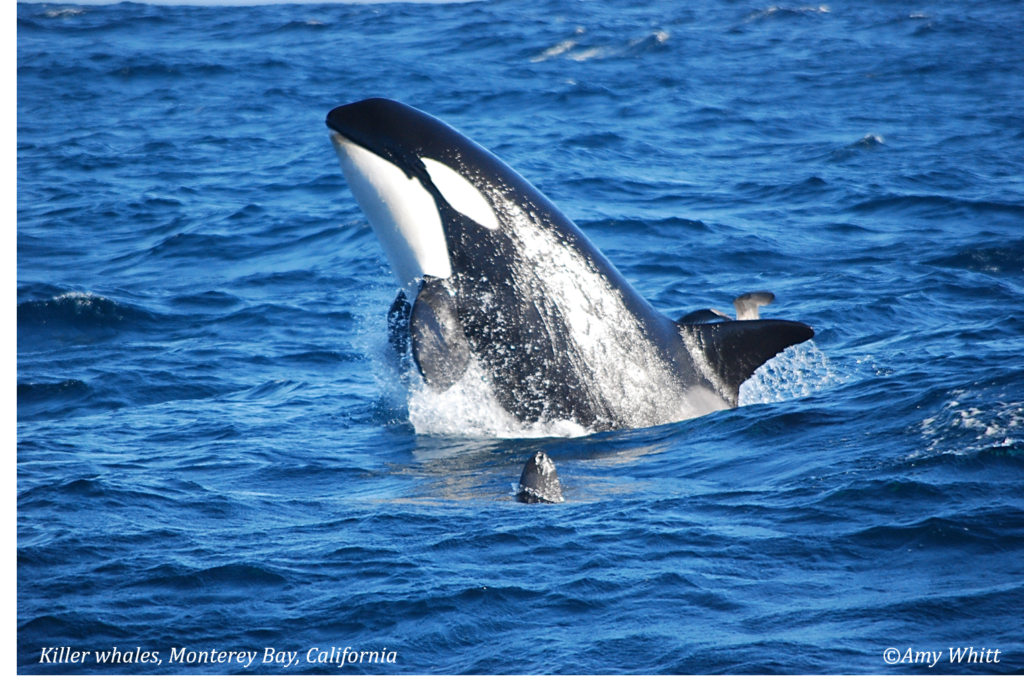 Killer whale_Monterey