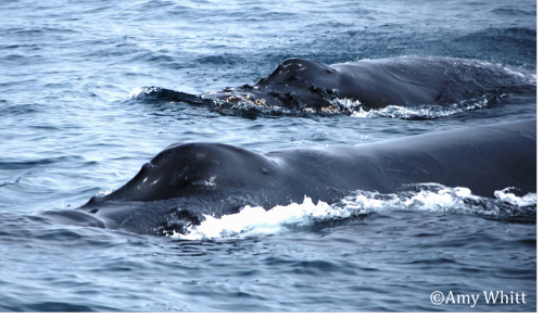 Humpback whales_off Santa Barbara_3 Jul 2013 (14) - Copyright.JPG