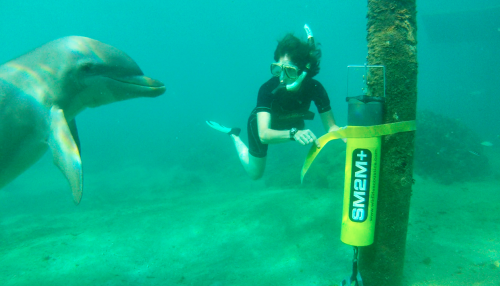 Dr. Dudzinski deploys an SM2M to record dolphin vocalizations