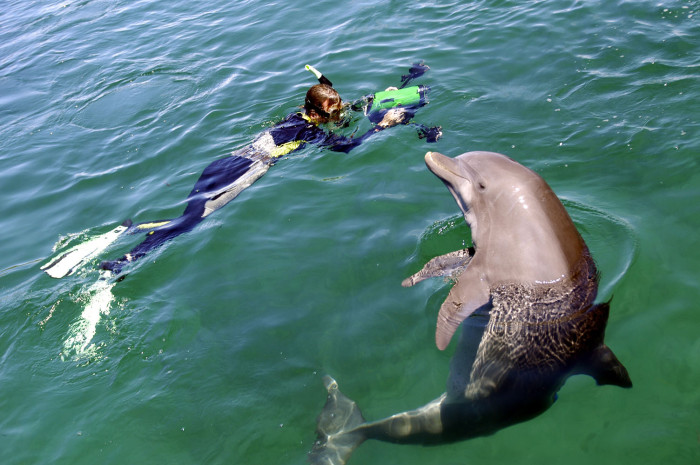 Kathleen uses her award-winning device to record simultaneous video and audio data of dolphins.
