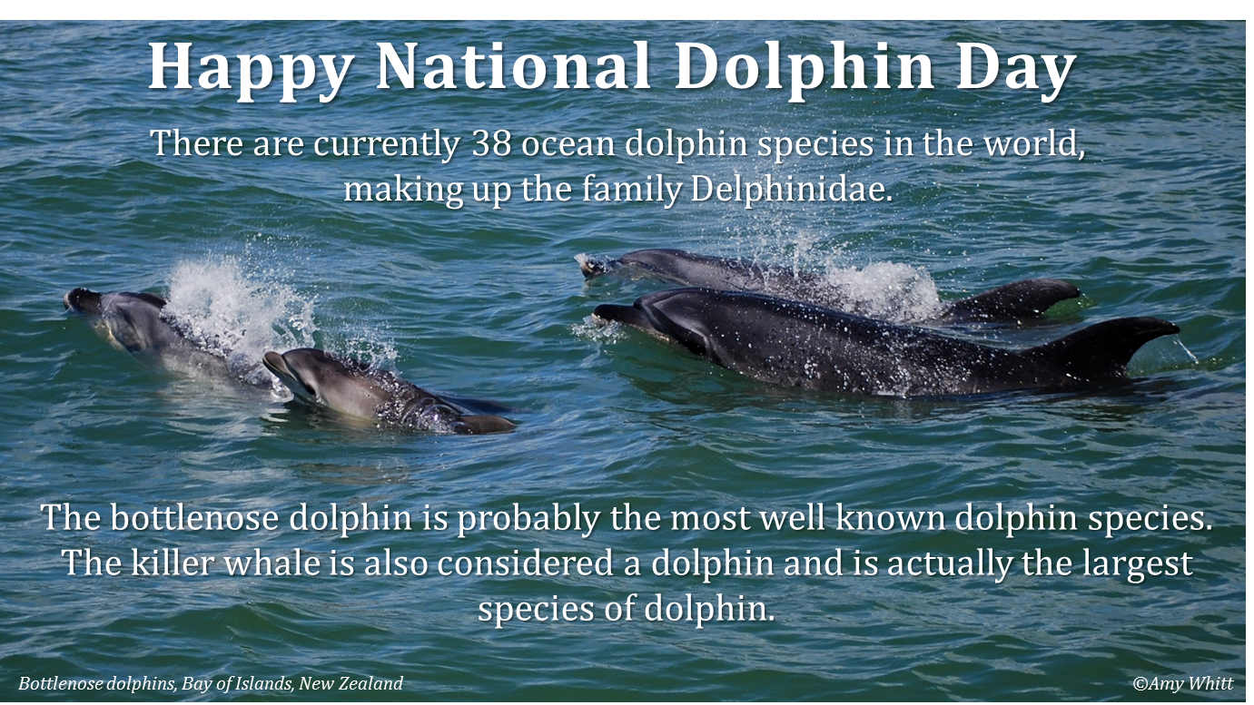 National Dolphin Day 2015