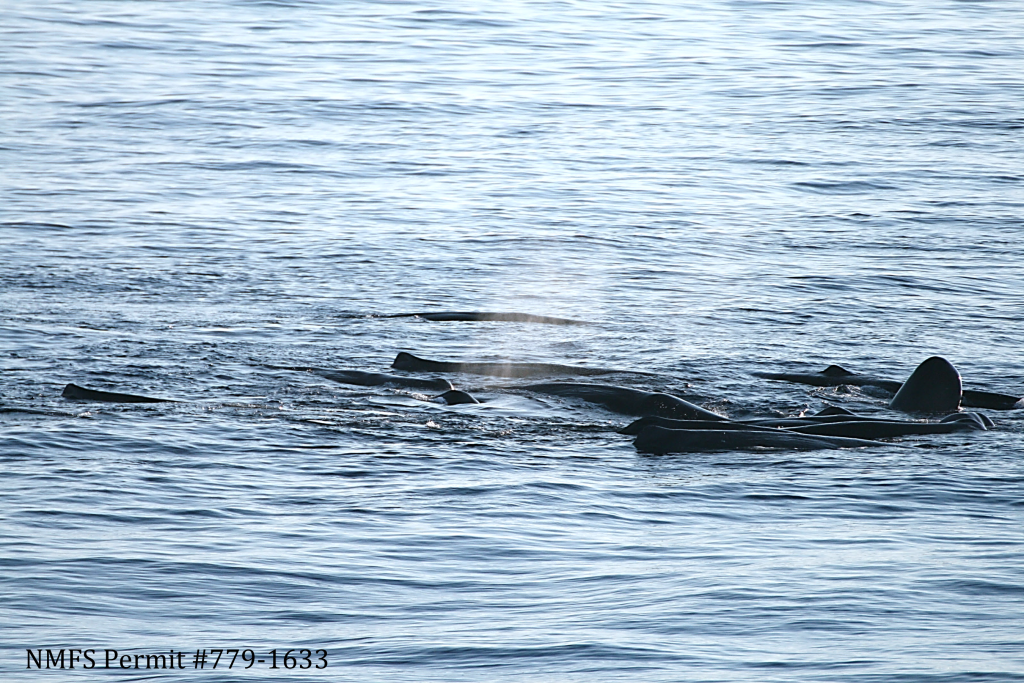 Sperm whales_Gulf of Mexico