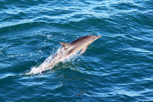 Juvenile long-beaked common dolphin - Photo by Melody Baran