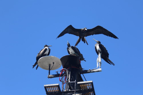 Three female frigatebirds on the mast; one male trying to land - Photo by Melody Baran