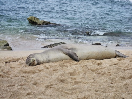Hawaiian monk seal, Ko Olina Lagoon