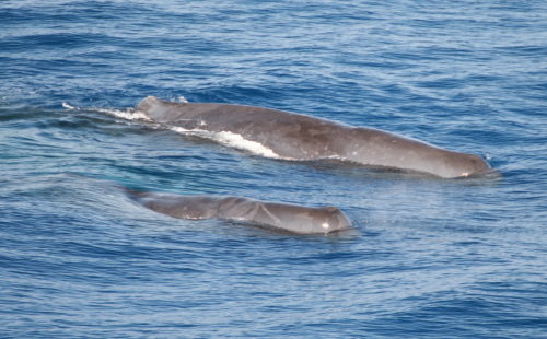Sperm whales in the Gulf of Mexico. Photo by: Amy Whitt; NOAA Permit No. 779-1633