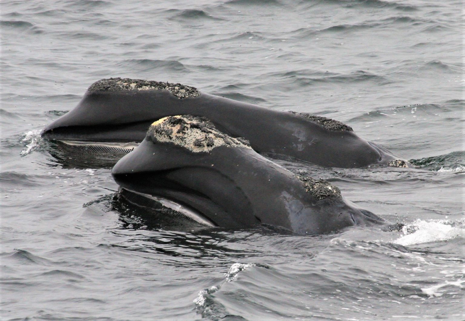 North Atlantic Right Whale Vessel Speed Rule Human Dimension Study